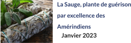 La Sauge, plante de guérison par excellence des Amérindiens  Janvier 2023